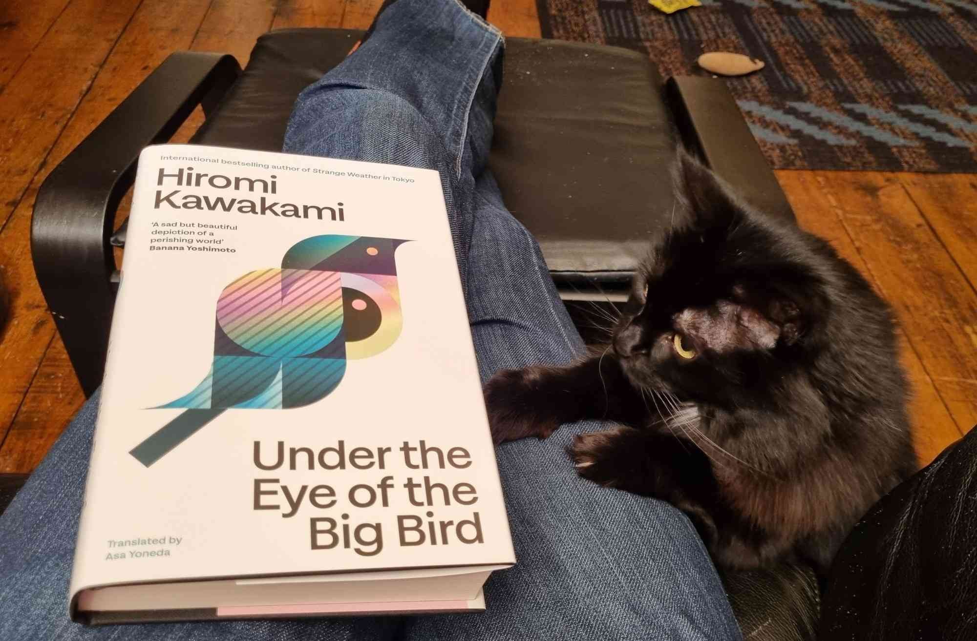 My black cat looking at the book Under the Eye of the Big Bird