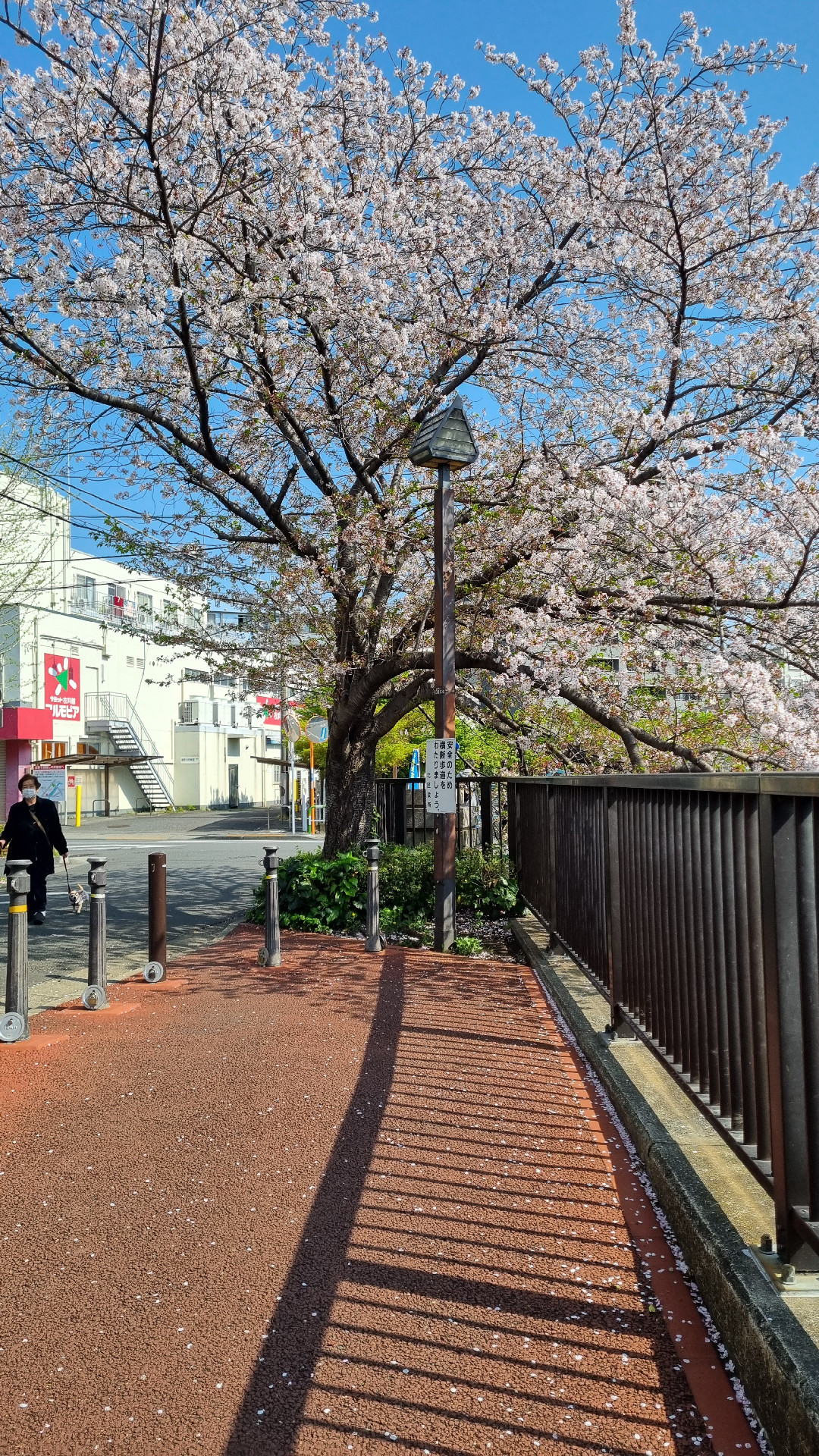 Blossoming cherry tree