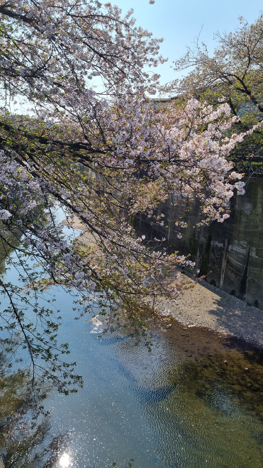 Sakura by Shakuji river