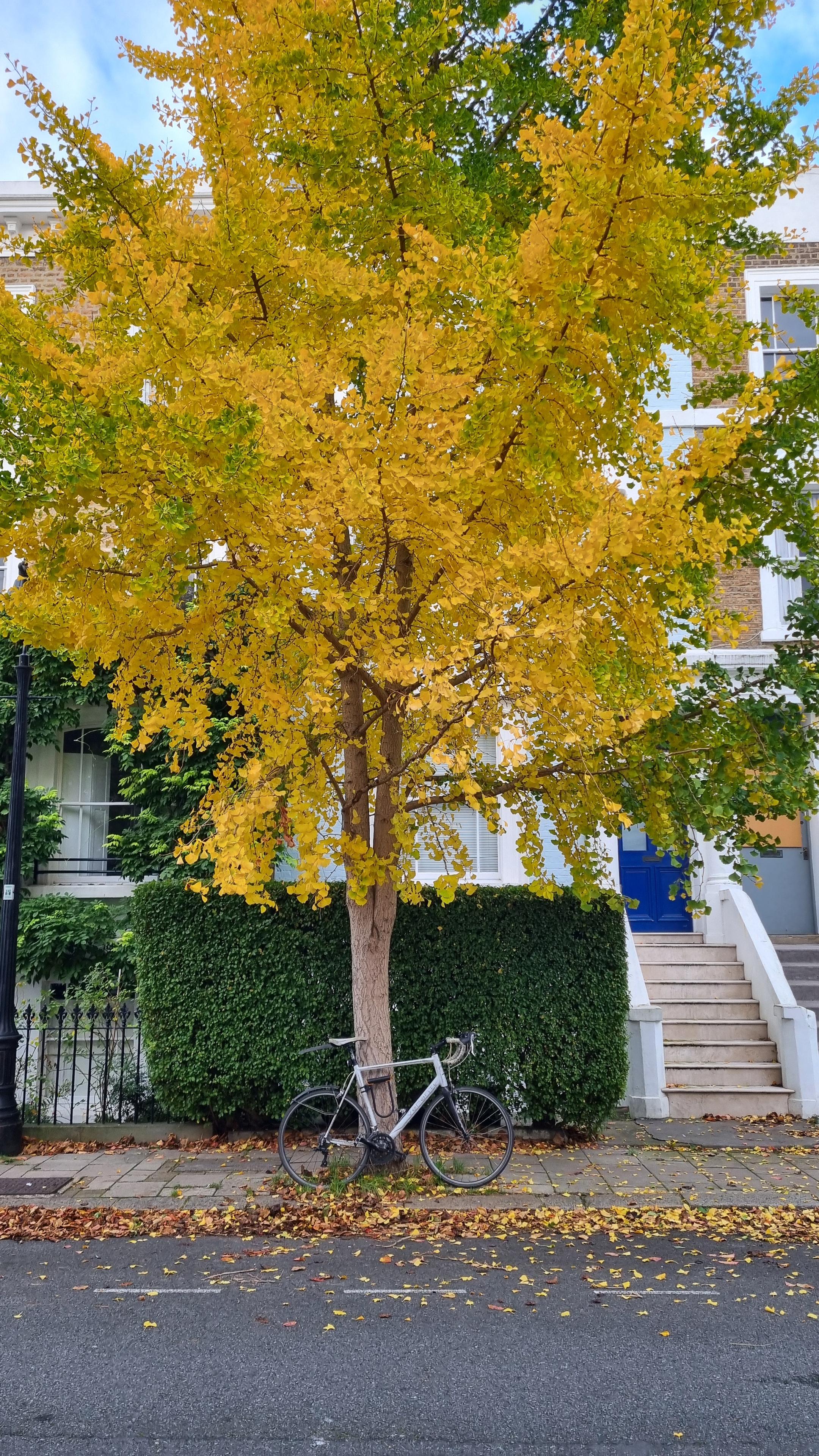 A bright yellow Ginkgo tree with a bicycle leaning against it.