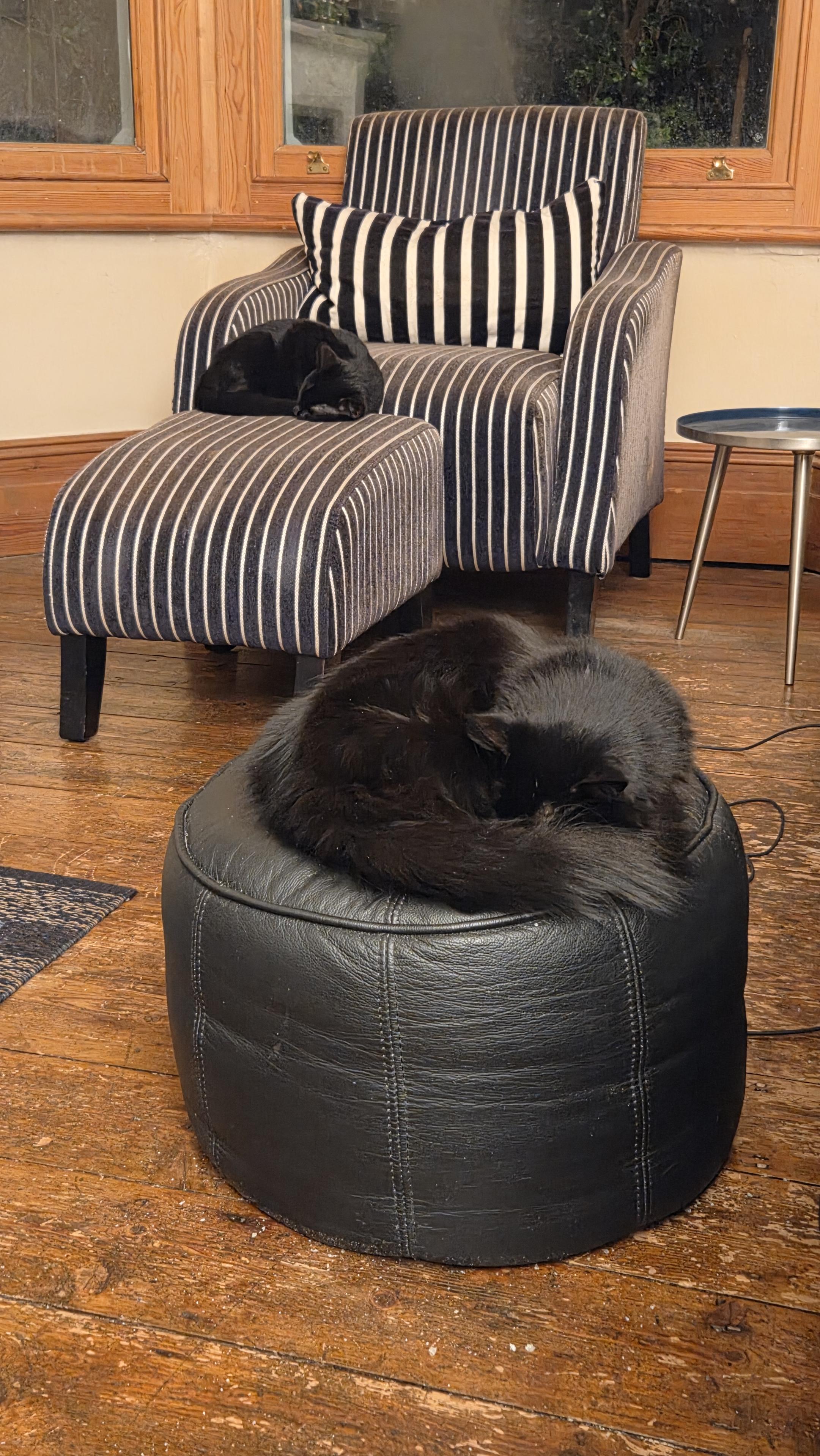 Two black cats, a fluffy grown up cat in the front, and a short haired kitten in the back, both sleeping in the same pose.