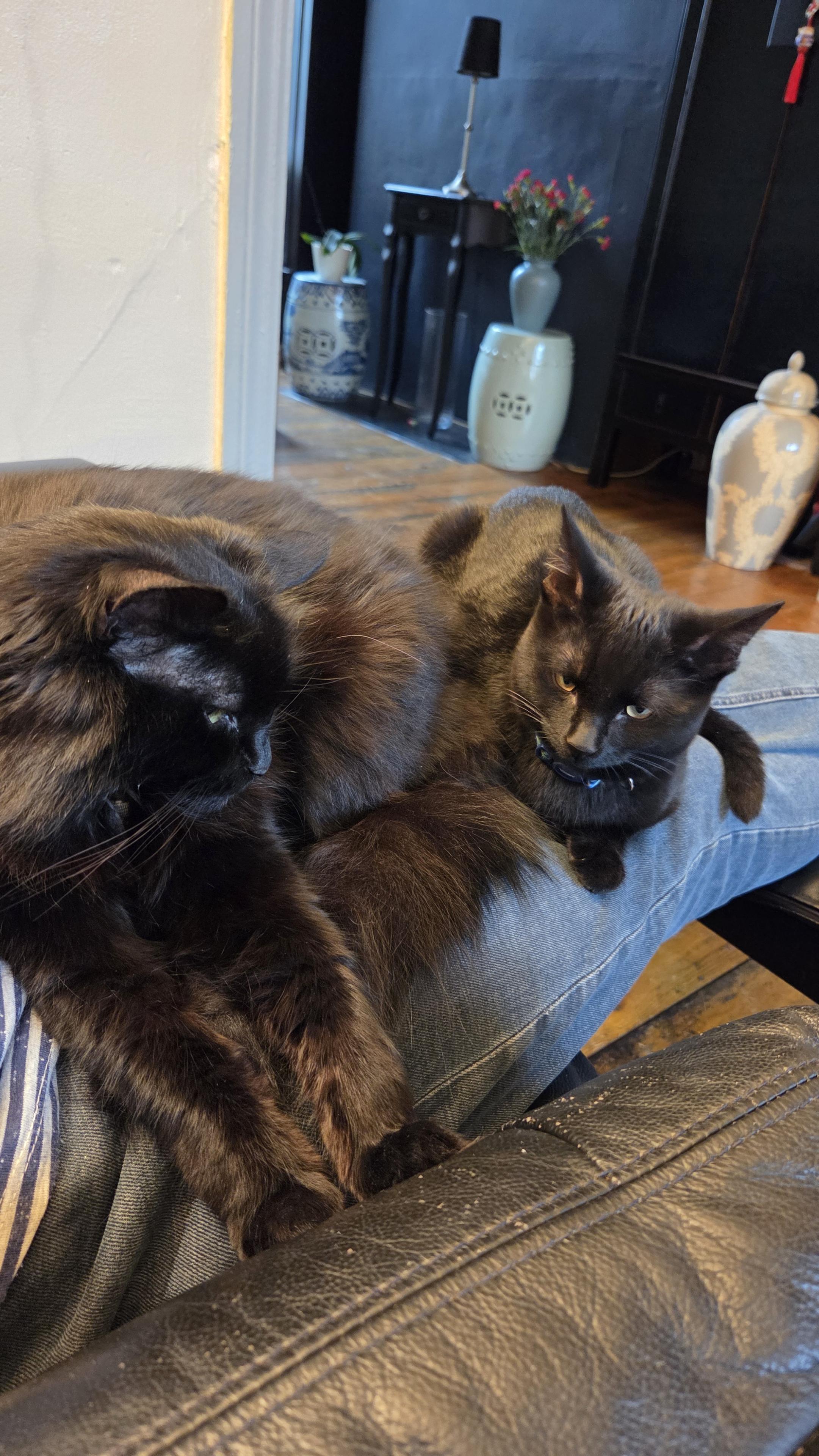 A fluffy black cat and a sleek black kitten both sitting on my lap.