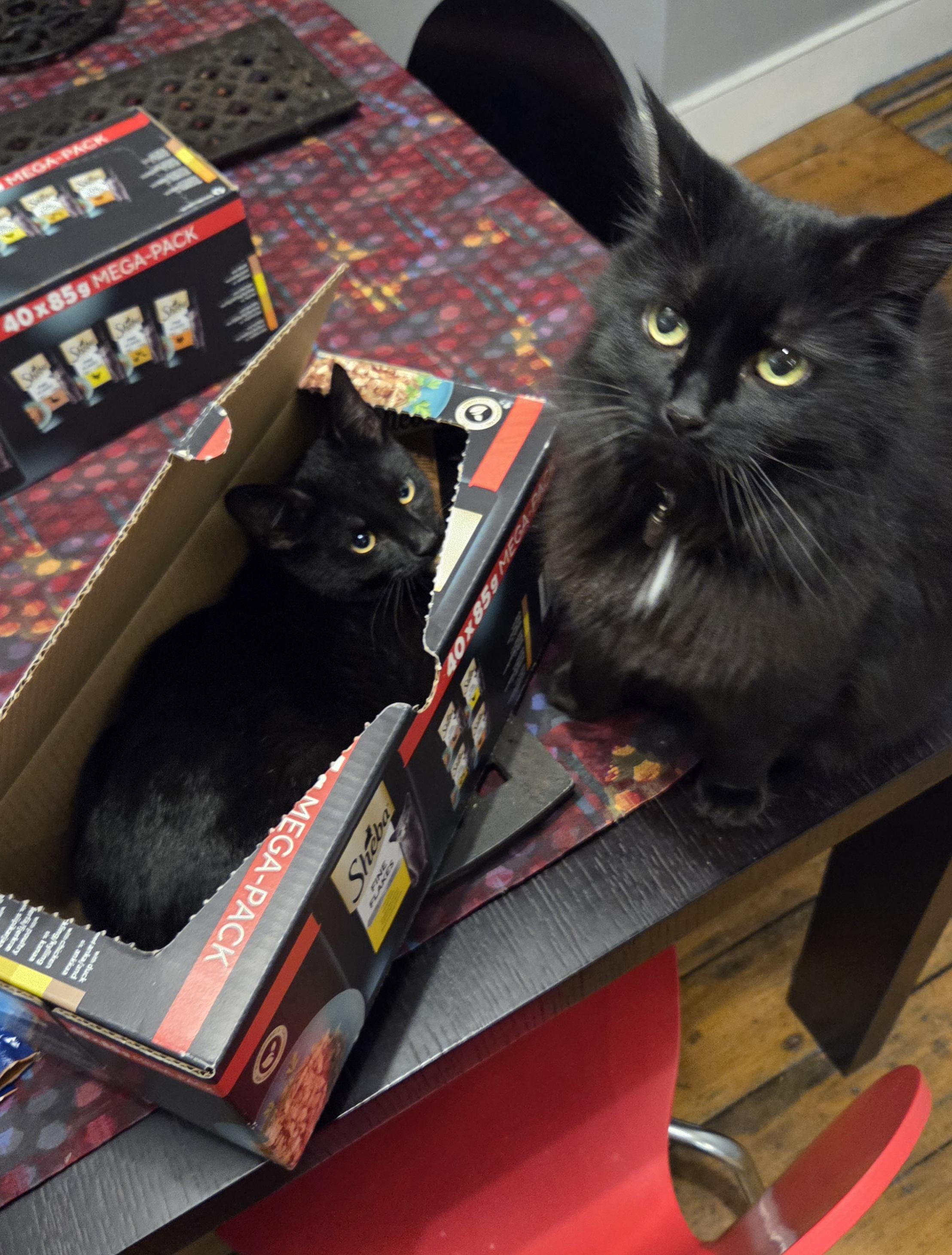 A fluffy black cat sitting next to a black kitten a cardboard box.